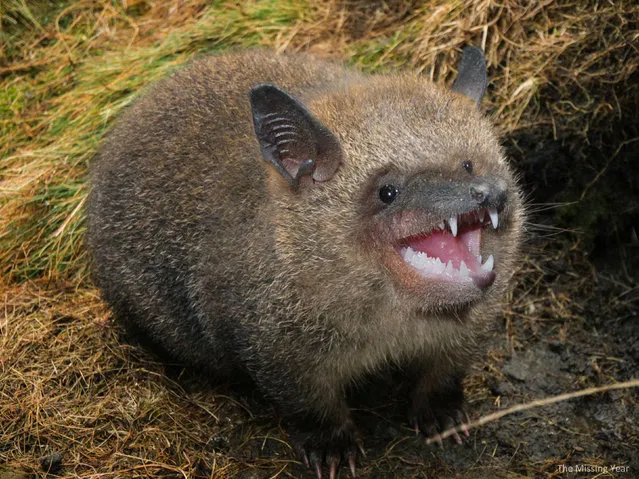 Cross between a wombat and a bat. (Photo by Sarah DeRemer/Caters News)