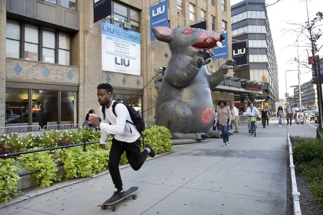 A student skateboards to class at Long Island University's Brooklyn campus, Tuesday, September 13, 2016 in New York. Behind him is an inflatable rat, part of a demonstration by the school's faculty. Hundreds of professors have been locked out of their classrooms because of a labor dispute, forcing students to take classes with replacement teachers rushed into service at the start of the school year. (Photo by Mark Lennihan/AP Photo)