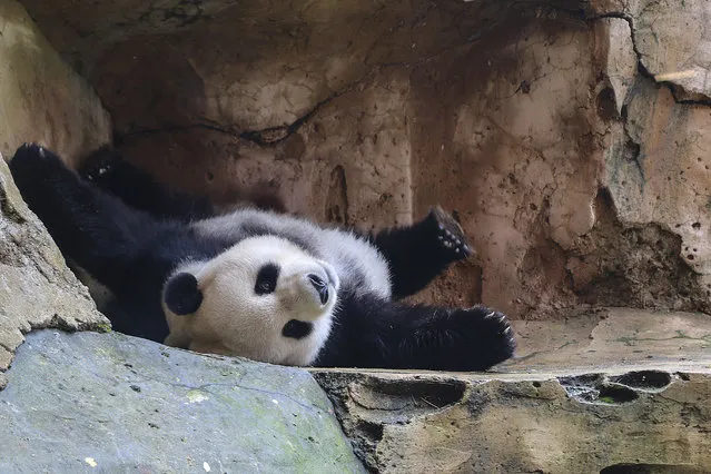 Giant pandas Cai Tao and Hu Chun are seen at Taman Safari zoo in Bogor, Indonesia on January 5, 2018. Cai Tao and Hu Chen arrived Indonesia in late September from Chengdu in China as part of China's 'Panda diplomacy. (Photo by Mahmut Atanur/Anadolu Agency/Getty Images)
