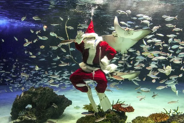 Haruka Inoue, a diver in Santa Claus costume, practices her performance in costume in preparation for the upcoming Christmas special feeding at Sunshine Aquarium in Tokyo, Japan, 14 December 2022. The aquarium gave no detail on the scheduled time for the feeding event on 23-25 December to prevent further spread of COVID-19 infections. (Photo by Kimimasa Mayama/EPA/EFE)