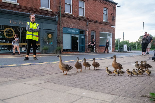Duck wardens keep a watchful eye on their charges as they waddle through Thirsk, North Yorkshire in UK, from the Cod Beck River on July 30, 2025. (Photo by Charley Atkins/South West News Service)