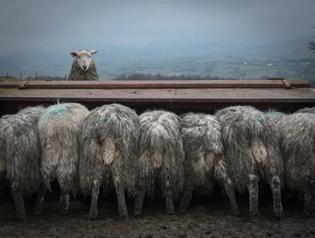 A sheep pops up from behind a feeder on a Cumbrian farm near Kendal, England on February 22, 2018. (Photo by Amy Bateman/Cover Images)