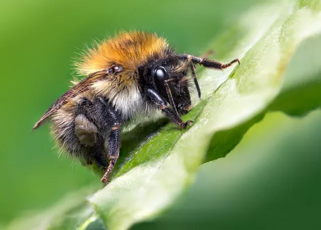The Luminar young bug photographer of the year 2020 winner: a carder bee, shot by Jamie Spensley. (Photo by Jamie Spensley/Luminar Bug Photographer of the Year 2020)