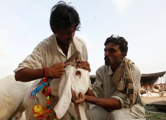 A trader (L) uses a file tool to shape horns of a goat as other man holds the animal before putting it up for sale at a makeshift cattle market ahead of the Eid al-Adha festival in Karachi, Pakistan September 5, 2016. (Photo by Akhtar Soomro/Reuters)