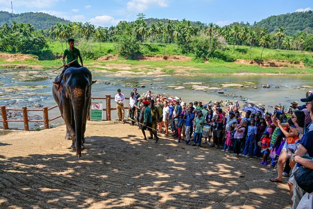 Tourists click pictures as an elephant returns to the Pinnawala Elephant Orphanage after taking his daily bath in a river in Pinnawala on February 16, 2025. (Photo by Ishara S. Kodikara/AFP Photo)