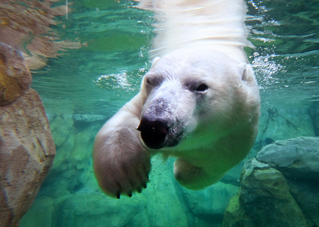 Amelia Gray the polar bear made her debut at Brookfield Zoo in Chicago on Wednesday 10 September 2025. The playful and curious Arctic beast explored all areas of her new habitat – including a plunge to explore her new pool – and enjoyed a variety of enrichment like rib bones. The eight-year-old recently arrived from Oregon Zoo and is a powerful reminder of the critical need to protect this vulnerable species, which research projects that up to two-thirds of the polar bear population could disappear by the end of the century. (Photo by Brookfield Zoo Chicago/Cover Images)