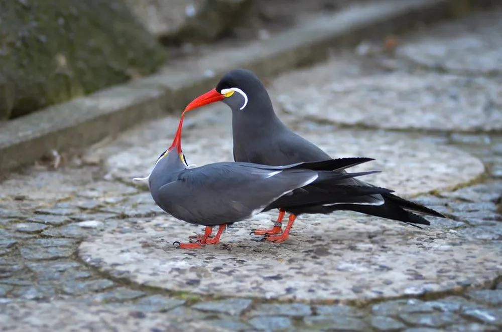 Beard Bird Inca Tern 