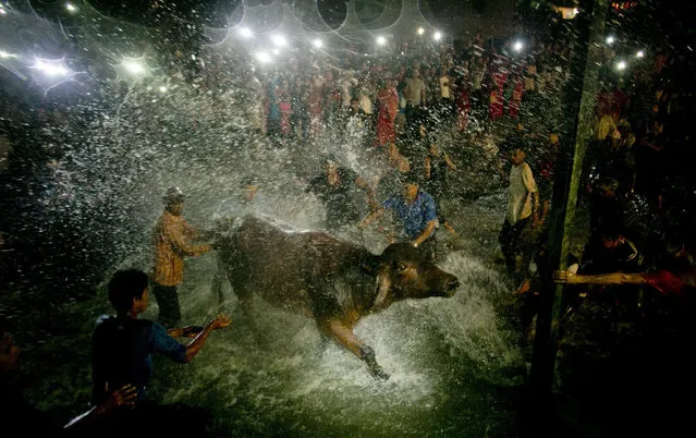 Hindu devotees splash a water buffalo with water from Hanumante River as part of rituals before it is sacrificed on the ninth day of Dashain Hindu Festival in Bhaktapur  Nepal, Monday, October 10, 2016. The festival commemorates the slaying of a demon king by Hindu goddess Durga, marking the victory of good over evil. Animals are sacrificed at Hindu temples during this festival. (Photo by Niranjan Shrestha/AP Photo)