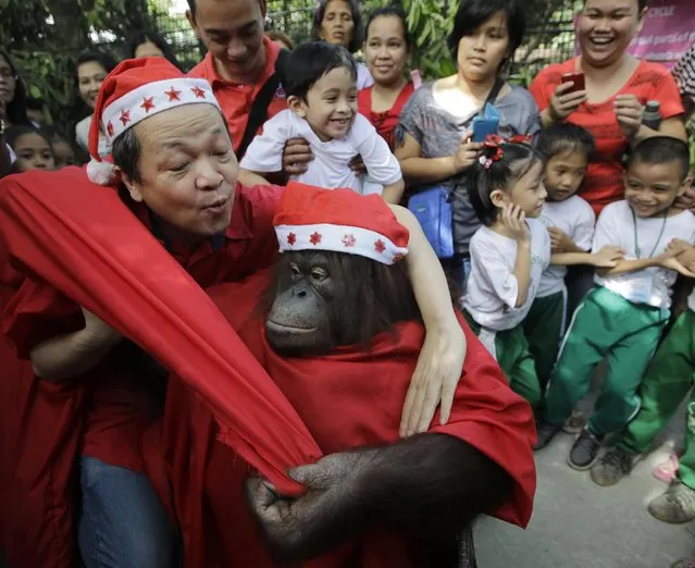 An Orangutan named “Pacquiao”, wearing a Santa costume, grabs the costume of zoo owner Manny Tangco as he gives school children a tour ahead of the next week's Christmas celebration Thursday, December 18, 2014 in suburban Malabon city, north of Manila, Philippines. (Photo by Bullit Marquez/AP Photo)