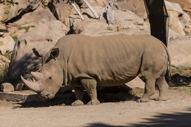 A northern white rhinoceros named Angalifu that died on Sunday is seen in this San Diego Zoo Safari Park handout photo released on December 15, 2014. Angalifu, one of only six northern white rhinoceros left on earth, died over the weekend at a San Diego zoo, bringing the species closer to extinction, zoo officials said on Monday. (Photo by Ken Bohn/Reuters/San Diego Zoo)