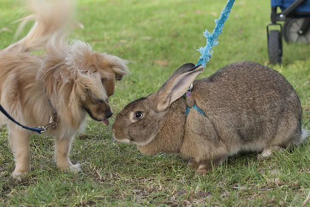 Bruno, a 3-year-old rescue meets Basil, a 9-month-old flemish giant rabbit at Harbor Christian Church's Blessing of the Animals in Newport Beach on Sunday, October  9, 2016. (Photo by Mindy Schauer/The Orange County Register via ZUMA Wire)