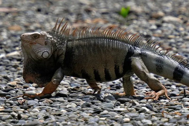 An iguana walks in Caucasia, Antioquia Department, Colombia, on March 24, 2023. (Photo by Raul Arboleda/AFP Photo)