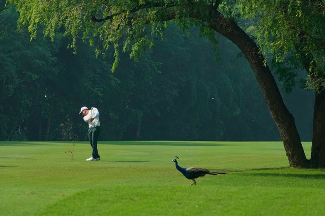 A peacock passes by as Tom Vaillant of France plays a shot during the DP World Tour Championship golf tournament in New Delhi, India, Thursday, October 16, 2025. (Photo by Manish Swarup/AP Photo)