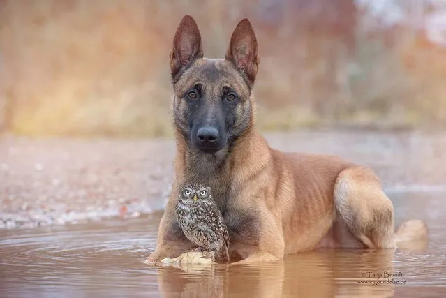 Friendship Of A Dog And An Owl