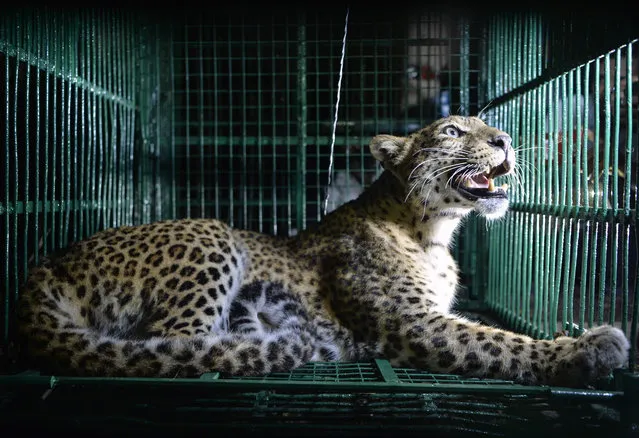 A wild leopard looks out from a cage after it was caught on the outskirts of Siliguri in northeast India on May 9, 2018. The leopard was captured by forestry department officials after days roaming in the area and causing concern for worried residents. Humans have for years increasingly encroached into the leopard' s natural territory, leading to more encounters between the two mammal species. (Photo by Diptendu Dutta/AFP Photo)