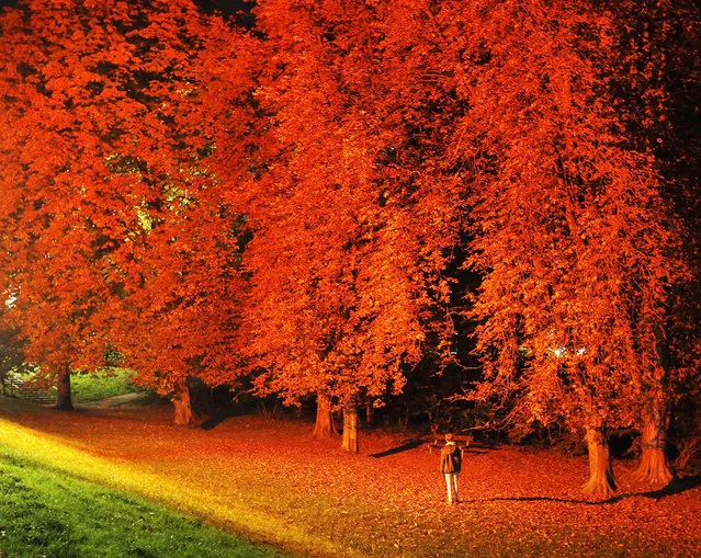 Trees in a park are illuminated with a red light as a part of an art project in Timmendorfer Strand, northern Germany Wednesday, October 26, 2016. (Photo by Michael Probst/AP Photo)