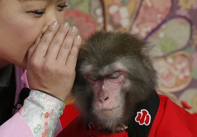 Ponta the monkey gestures to listen to a monkey trainer during their performance in Tokyo, Sunday, Jan. 4, 2015. (Photo by Shizuo Kambayashi/AP Photo)