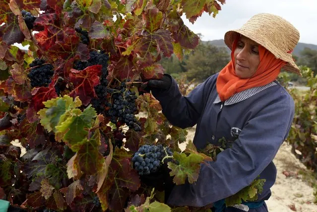A Tunisian woman harvests grapes at the Negeris vineyard in the wine-producing region of Grombalia, some 40 kilometres (25 miles) southeast of the capital Tunis, on September 16, 2016. The ancient culture of winemaking is undergoing something of a revival in this overwhelmingly Muslim-majority country which has a reputation of being one of the most liberal in the Arab world. (Photo by Fethi Belaid/AFP Photo/APA)