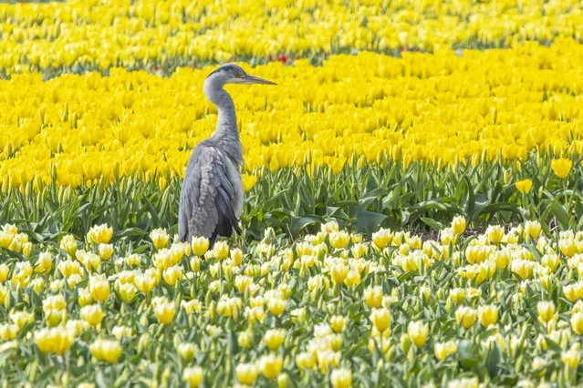 Wildlife scene in the Netherlands with a Grey heron as seen standing on April 11, 2023 in flowering yellow tulip blossom fields near Keukenhof, Garden of Europe, the world's largest flower gardens, situated in Lisse with more than 1.5 million visitors and tourists per year. The grey heron, Ardea cinerea is a long legged wading bird native in Europe. (Photo by Nicolas Economou/NurPhoto via Getty Images)