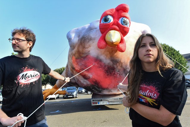 Members of French animal rights association L214 display a giant inflatable effigy of a chicken, nicknamed “Ross 308”, as part of a protest action against the living conditions of farmed animals and their genetic selection in the poultry farming industry, on Place de la Republique, in Sable-sur-Sarthe, in western France, on August 22, 2024. (Photo by Jean-Francois Monier/AFP Photo)
