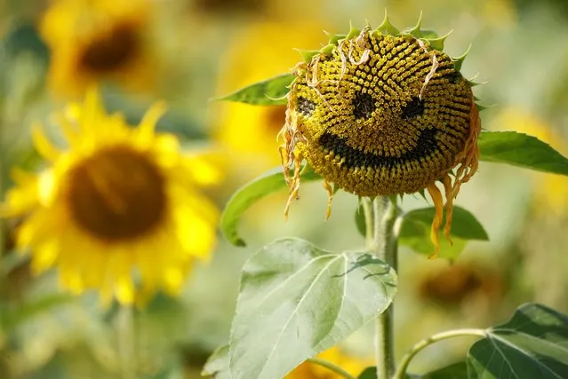 A smiley face is seen carved into the head of a sunflower in a field in Dunham Massey, Britain, August 13, 2020. (Photo by Phil Noble/Reuters)