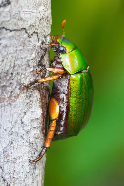 A Christmas beetle in Cow Bay, Australia. (Photo by Dave Pinson/Alamy Stock Photo)