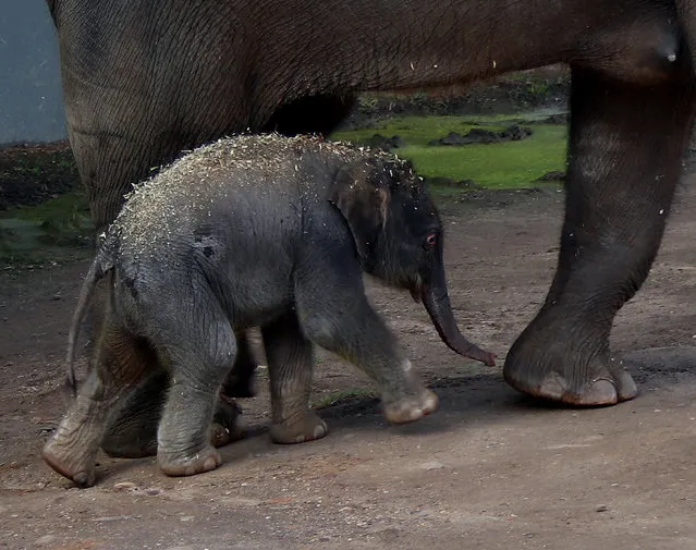 An undated handout photo made available by the Taronga Conservation Society Australia on 18 June 2018 shows a baby Asian Elephant calf in its enclosure at the Taronga Western Plains Zoo in Dubbo, NSW. The female calf was born to dotting mother Porntip at Taronga Western Plains Zoo in Dubbo late last week and took her first steps an hour after entering the world. (Photo by EPA/EFE/Taragona Conservation Society)
