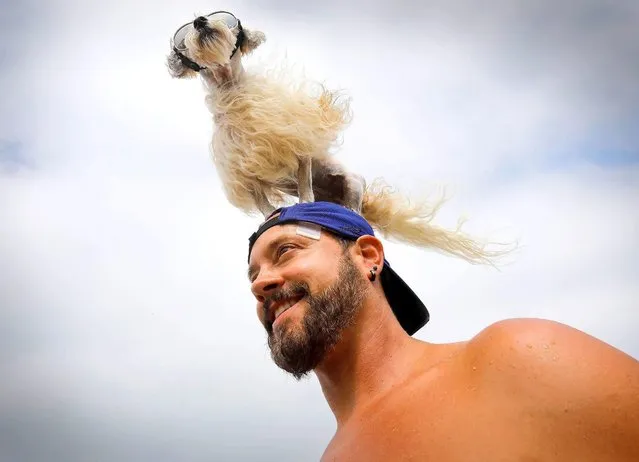 “Prince Dudeman” of Culver City sits on his owner, Ryan Thor's head during the 2018 Imperial Beach Surf Dog Competition next to the Imperial Beach Pier while spectators take pictures in San Diego, California on July 28, 2018. (Photo by Howard Lipin/San Diego Union-Tribune via ZUMA Press/Rex Features/Shutterstock)