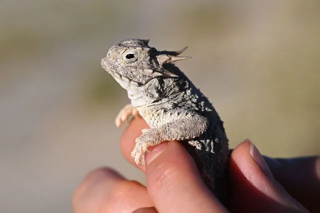 A Flat-tail horned lizard is found near the Devil's Cornfield which is released to the same area in Death Valley, California, United States on July 9, 2023. The horned lizard is at risk of extinction for many reasons. The pet trade may have contributed to their decline in the 1940's and 50's. Since the 1960s, horned lizard populations have been declining and have disappeared. (Photo by Tayfun Coskun/Anadolu Agency via Getty Images)
