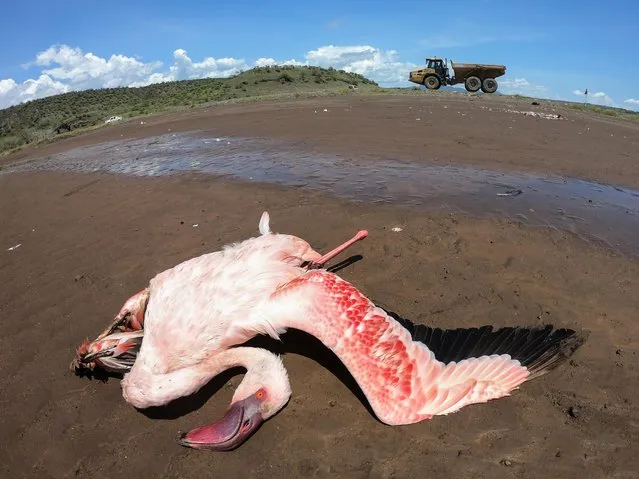 A carcass of a lesser flamingo is seen after being electrocuted at the Lake Magadi, Great Rift Valley in Kajiado, Kenya, 11 April 2021. According to community tourist guides at the lake, power lines supplying power to a chemical factory stationed at the lake has turned to death traps for migratory birds mainly flamingos. Tens of flamingos have been killed in the couple of weeks. They have been advocating for the power lines to be fitted with more bird diverters which are meant to distract the birds from the lines. Lake Magadi has been receiving a huge number of migratory flamingos migrating from lake Nakuru due to the high-water levels and contamination at lake Nakuru where there has been reported increase cases of flamingos deaths from suspected toxins inthe contaminated lake. (Photo by Daniel Irungu/EPA/EFE)