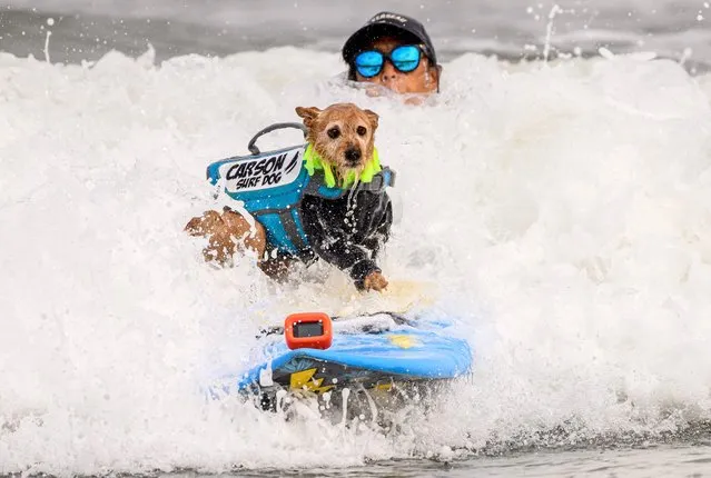 Carson catches a wave during the World Dog Surfing Championships in Pacifica, California, on August 5, 2023. The event helps local charities raise money by sponsoring a contestant or a team, with a portion of the proceeds going to dog, environmental, and surfing nonprofit organizations. (Photo by Josh Edelson/AFP Photo)