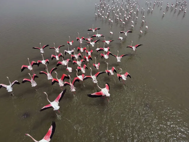 A flamboyance of flamingos are seen in a lake near Ankara, Turkey, on April 19, 2021. (Photo by Xinhua News Agency/Rex Features/Shutterstock)