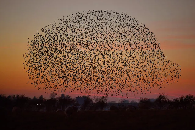 Starlings put on a display as they gather in murmurations on November 25, 2016 in Gretna, Scotland. It is thought that starlings flock together in large groups for various reasons such as flocking together makes it difficult for predators to target a single bird, it also keeps them warm. They gather over their autumn roosting site just before dusk and perform their acrobatic whirling motions before setting down for the evening. (Photo by Jeff J. Mitchell/Getty Images)