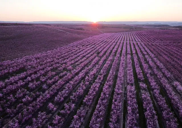 A view shows flowering of peach trees (pink flowers) in Aitona, in the Catalonian province of Lleida, Spain March 13, 2021. Picture taken with a drone. (Photo by Nacho Doce/Reuters)