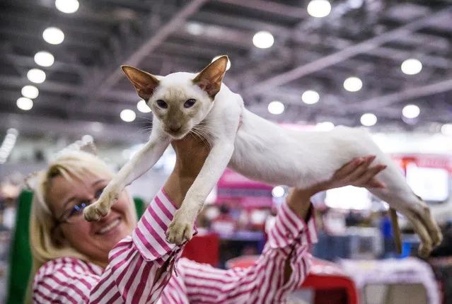 An oriental shorthair’s owner shows off her purrfect specimen during the Grand Prix Royal Canin cat exhibition in Moscow, Russia on December 4, 2016. (Photo by Dmitry Serebryakov/TASS)