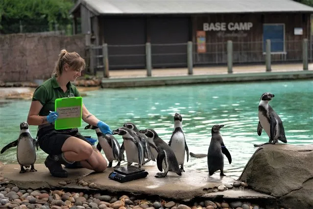 A keeper measures penguins at London Zoo on August 24, 2023 in London, England. The annual weigh-in allows zookeepers and veterinarians to record vital statistics and track the health and wellbeing of the animals at London Zoo. (Photo by Mark Case/Getty Images)