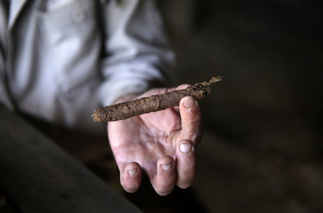 A farmer shows a cigar after rolling it at a plantation in the valley of Vinales, in the western Cuban province of Pinar del Rio January 26, 2015. (Photo by Pilar Olivares/Reuters)
