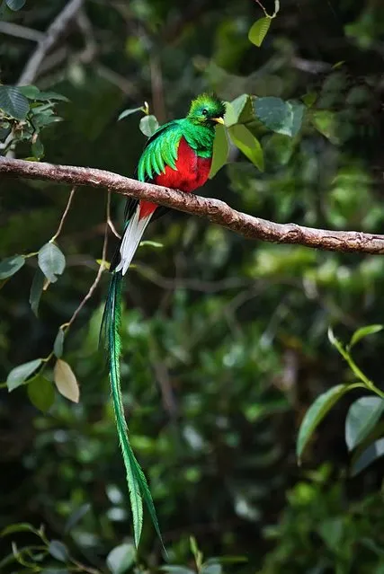 Resplendent Quetzal