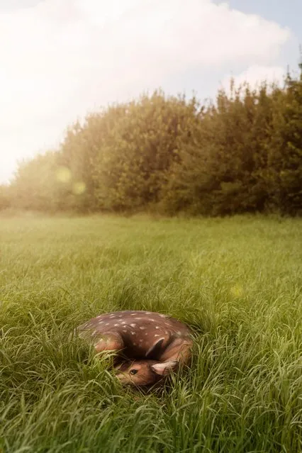 A model moulds herself into position to look exactly like a deer curled up in the grass, Dortmund, Germany, October, 2016. (Photo by Gesine Marwedel/Barcroft Images)
