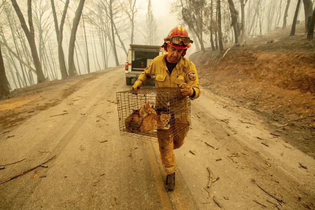 Capt. Steve Millosovich carries a cage of cats while battling the Camp Fire in Big Bend, Calif., on Friday, November 9, 2018. Millosovich said the cage fell from the bed of a pick-up truck as an evacuee drove to safety. (Photo by Noah Berger/AP Photo)