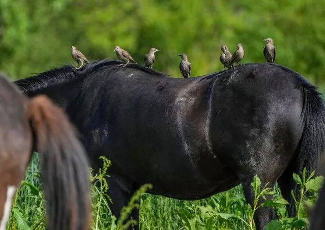 Starlings sit on the back of an Icelandic horse at a stud farm in Wehrheim near Frankfurt, Germany, Wednesday, June 9, 2021. (Photo by Michael Probst/AP Photo)