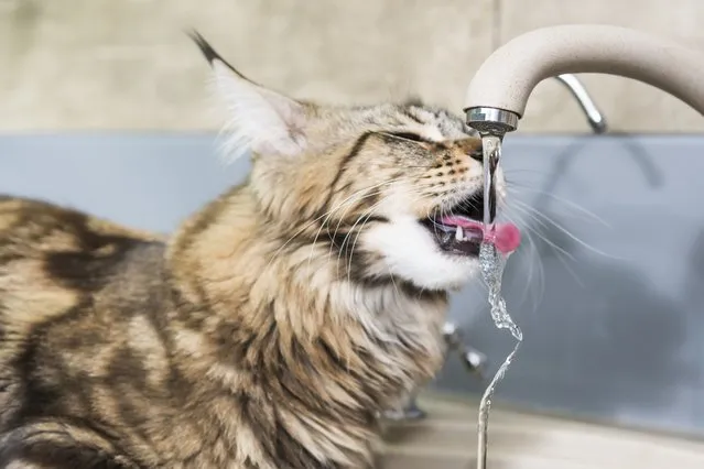 Maine coon cat drinking water with tongue from tap. (Photo by GrashAlex/Getty Images)