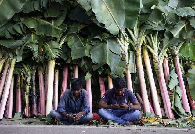 Vendors look at their mobile phones at a market for banana leaves during Diwali in Hyderabad, on November 7, 2018. People decorate the entrance of their homes and business centers with banana leaves during Diwali, the Hindu festival of lights. (Photo by Noah Seelam/AFP Photo)