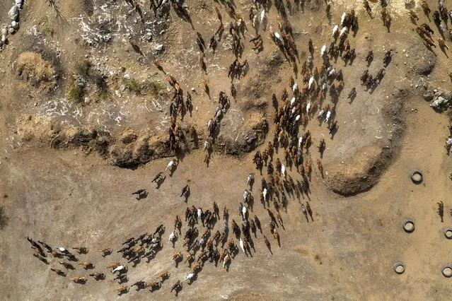 An image taken with a drone shows horses moving inside a farm, in Ano Poroia, Serres, Greece, 10 October 2023. The owner of the farm, N. Varkas, a lover of horses, has the largest herd of Greek Pindos horses in Europe, with a thousand horses. The Pindos horses are perhaps the best known of the horse breeds of Greek origin. (Photo by Achilleas Chiras/EPA)