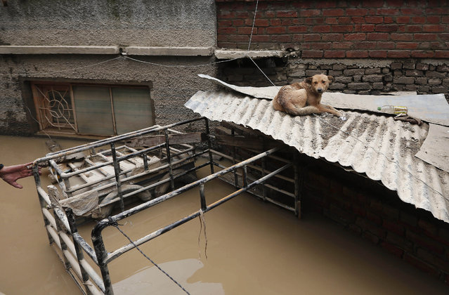 A stranded dog is seen on a flooded house in Srinagar September 12, 2014. (Photo by Adnan Abidi/Reuters)