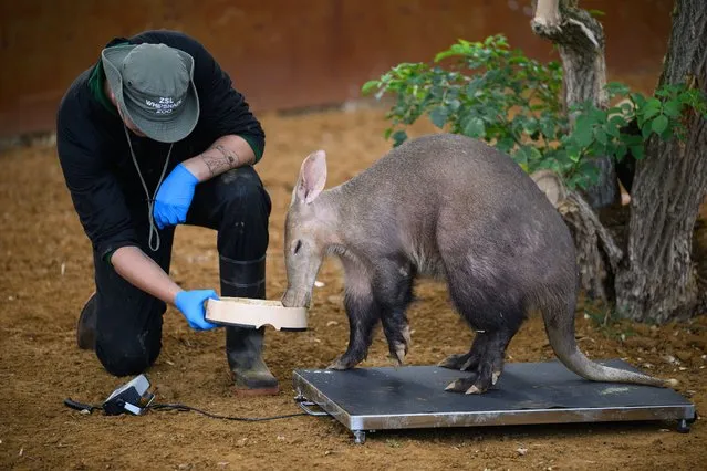An Aardvark is weighed by keeper Harry Maskell during a photo-call at ZSL Whipsnade Zoo on August 23, 2022 in Dunstable, England. As part of their regular check-ups, 10,000 animals are having their vital statistics recorded as a way of keeping track of their health and well-being at the UK's largest Zoo. (Photo by Leon Neal/Getty Images)
