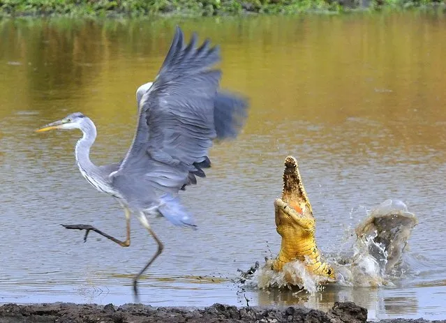 “Close call!” The Nile Crocodile made this a risky place for a Grey Heron to fish! Photo location: Masai Mara NP, Kenya. (Photo and caption by Leslie Anderson/National Geographic Photo Contest)