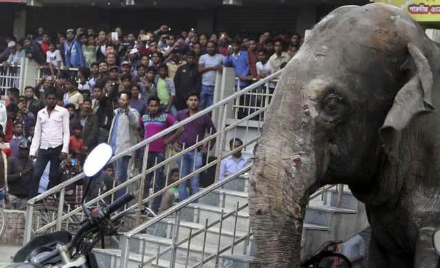 A wild elephant that strayed into the town stands after authorities shot it with a tranquilizer gun as people gather to watch at Siliguri in West Bengal state, India, Wednesday, February 10, 2016. (Photo by AP Photo)