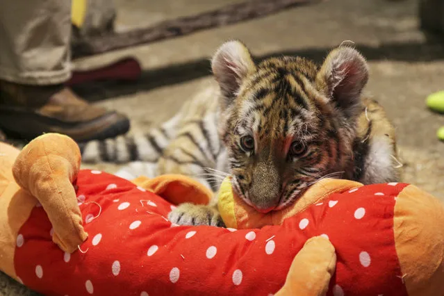 In this December 12, 2016, photo, Kashtan, an Amur tiger cub, bites a stuffed toy at the Milwaukee County Zoo in Milwaukee where he is being hand-raised away from his mother and two sisters by staff – an unusual undertaking for a zoo. (Photo by Carrie Antlfinger/AP Photo)
