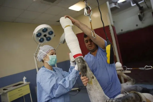 Head veterinary surgeon Hulya Hartoka (L) and veterinary surgeon Dursun Dogan bandage the leg of a racehorse following keyhole surgery to remove bone fragments at Veliefendi equine hospital in Istanbul April 6, 2015. (Photo by Murad Sezer/Reuters)